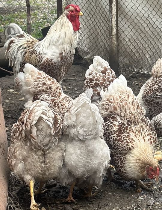 Vand oua wyandote splash