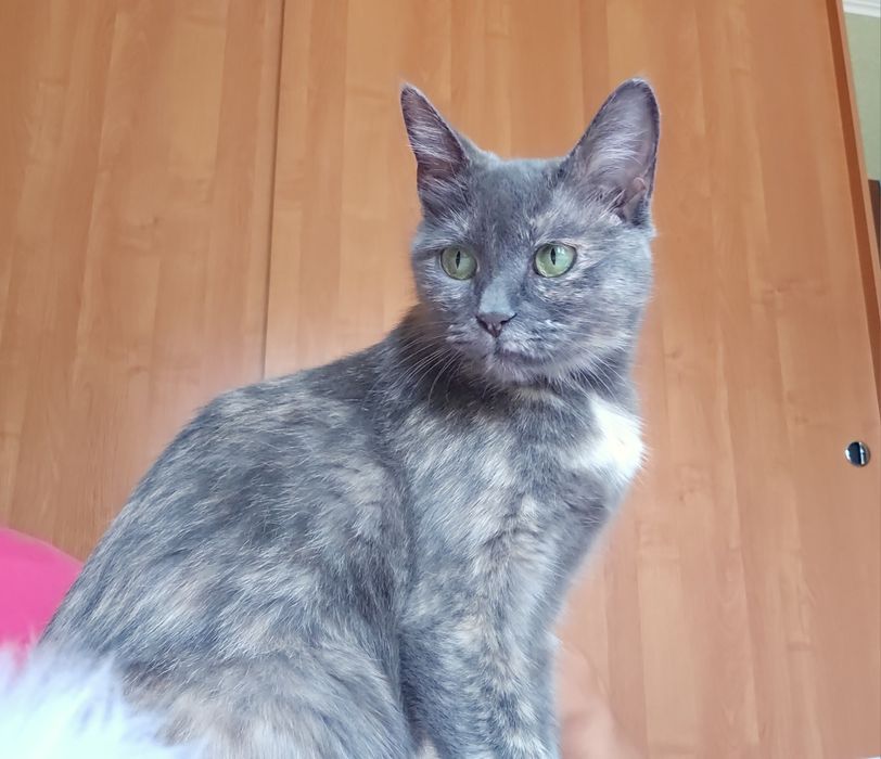 Стерилизованная кошка