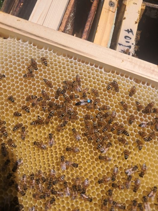 Vand 10 familii de albine rasa carpatină