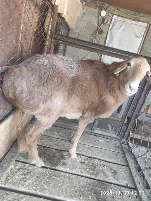 Баран, овцы, қой