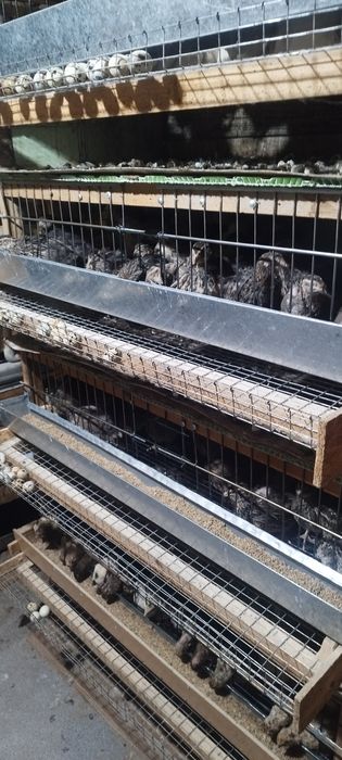 Продажа перепелов