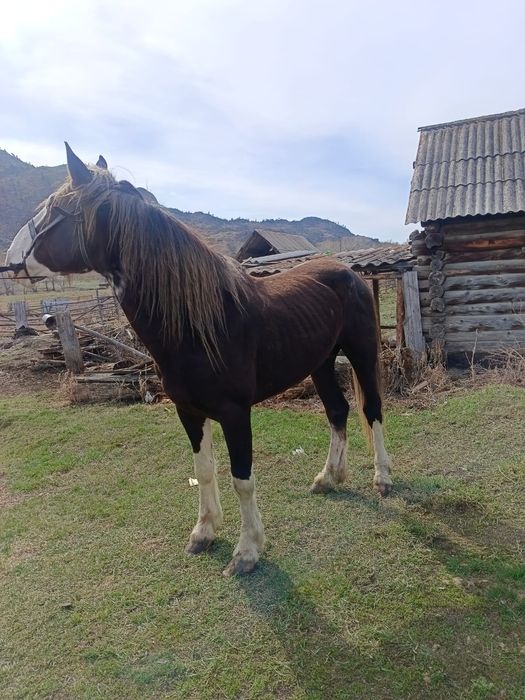 Продажа жеребца 5летка