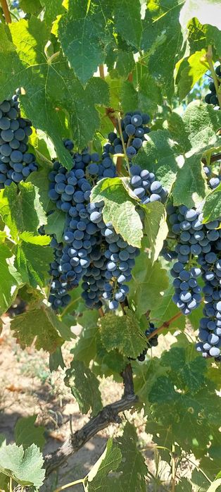 Vând Struguri De vin