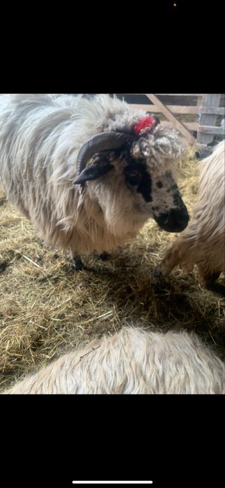 Oi țurcane de vânzare