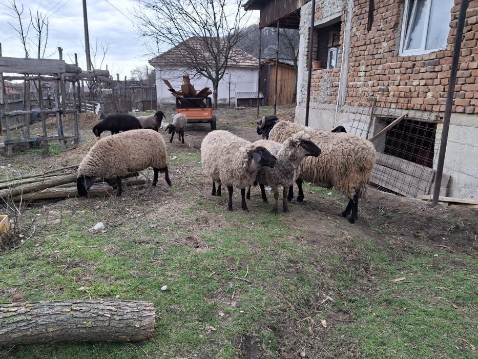 Vând oi carabase cu miei