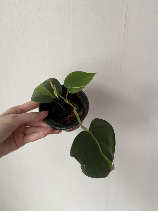 Филодендрон бразил лиана