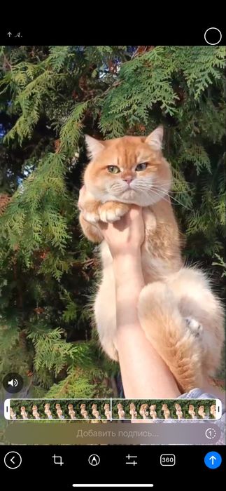 Продаются срочно британские котята