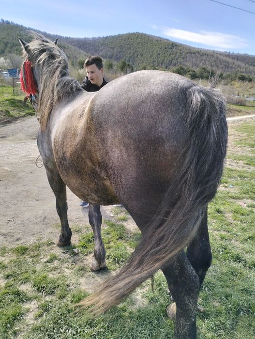 Vand.cal sau schimb 4 ani