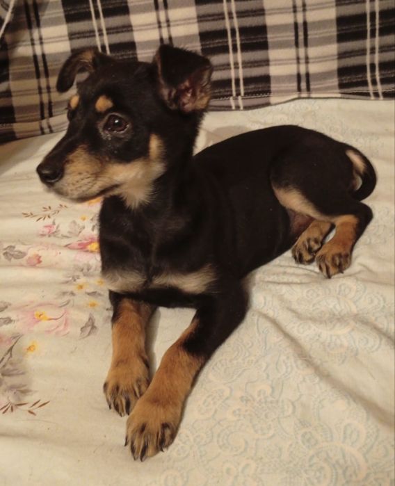 Отдам  щенков в добрые руки