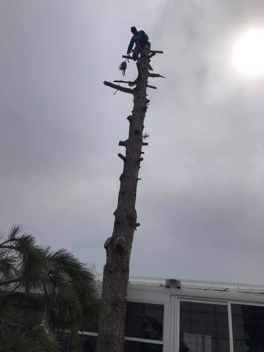 Рязане на високи опасни дървета