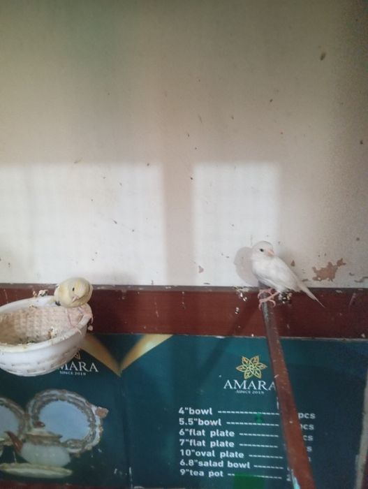 Канарейкалар сотувда