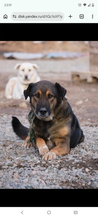 Звоночки, сторожа, компаньоны