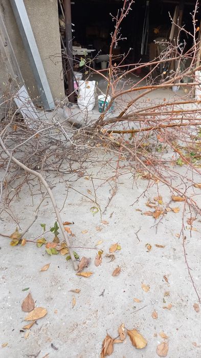 Продам дрова каштан сумах