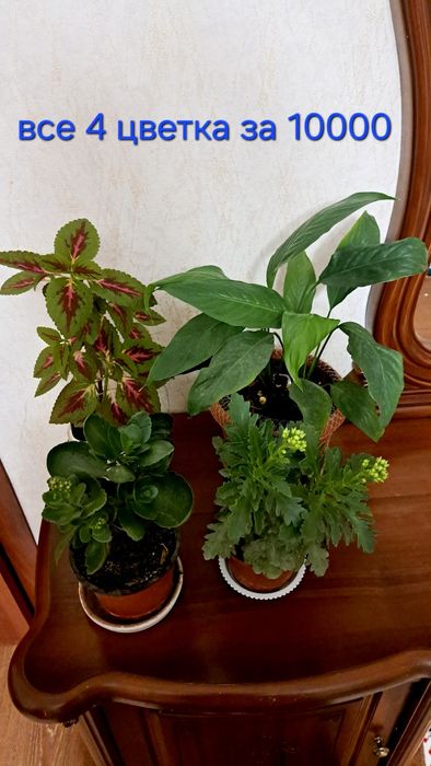Комнатные цветы разные Распродажа