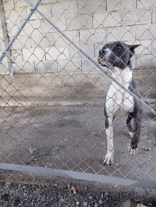 Породистая собака