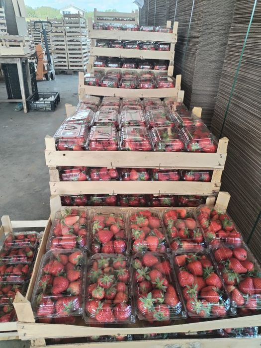 Stoloni de capsuna Aprica si Murano