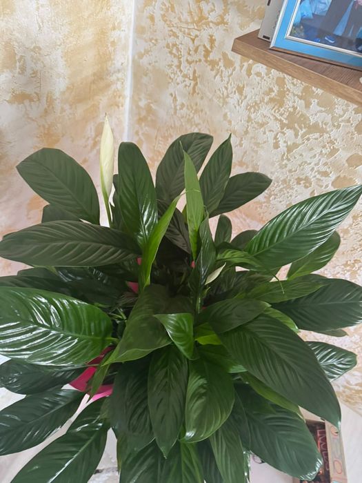 Продам цветы женское счастье