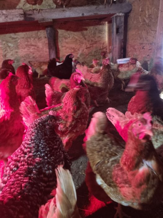 Cocos si gaini de vanzare