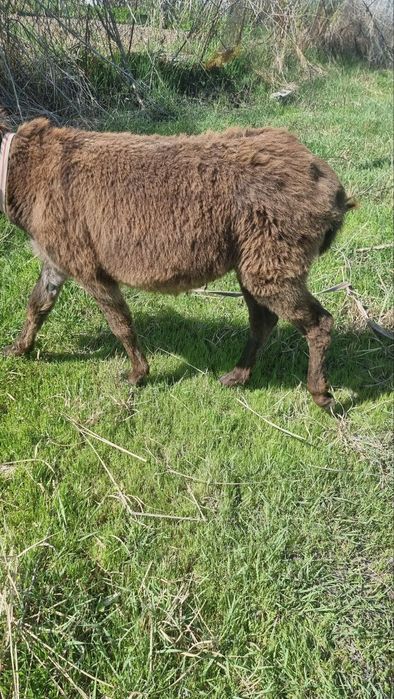 Hardkor gay porno videolar