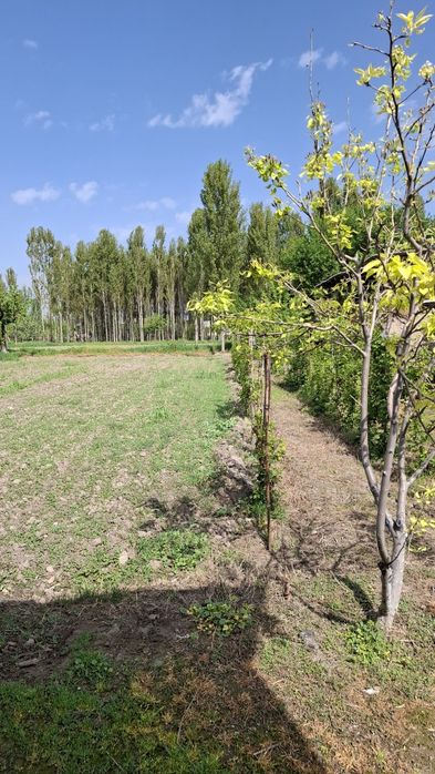 Orta chirchiq tumani  Darxon maxalasi 157uy