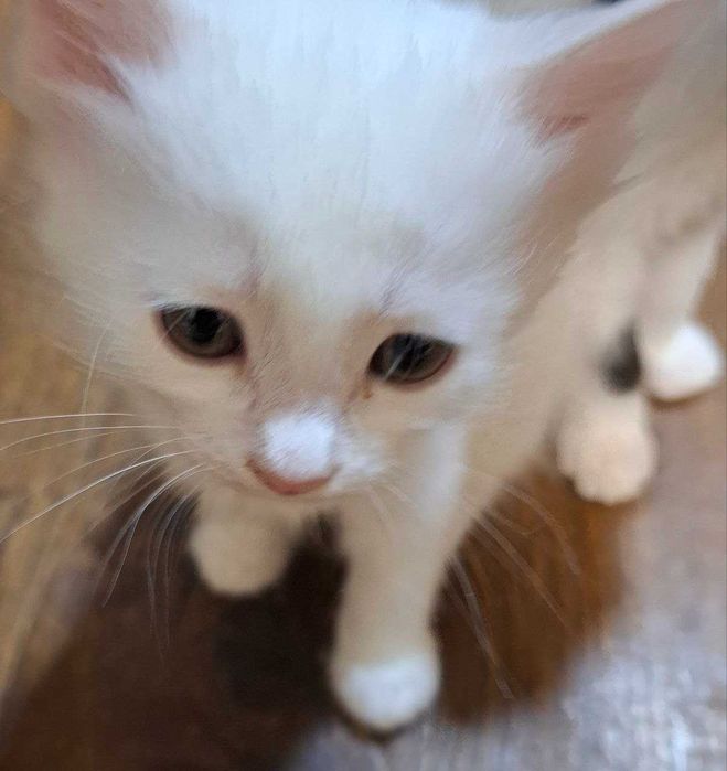 Беленькая пушистая ангорка 2 месяца