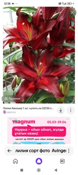 Лилии 10 сортов 1500