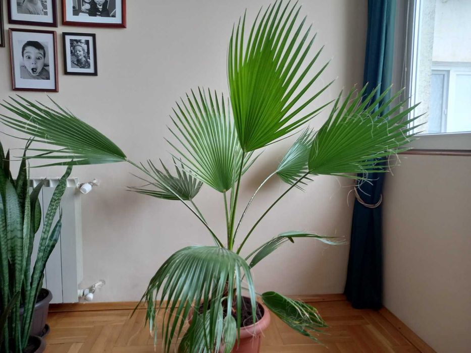 Палма Вашингтония