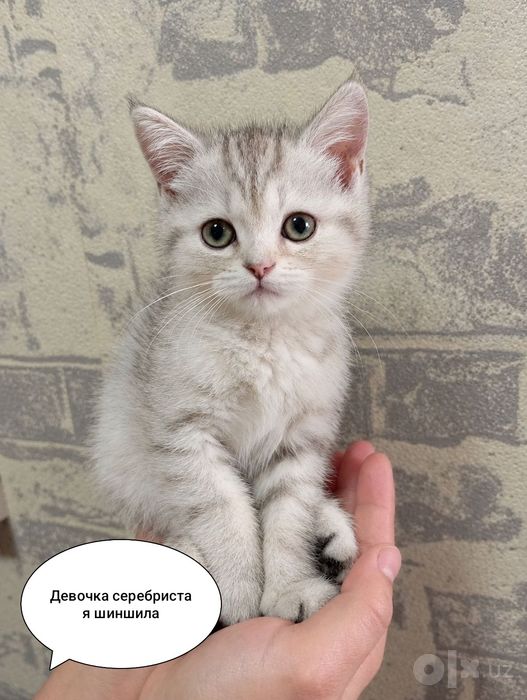 Продаются котята Страйт девочки.