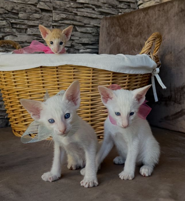 Ориентальные котята