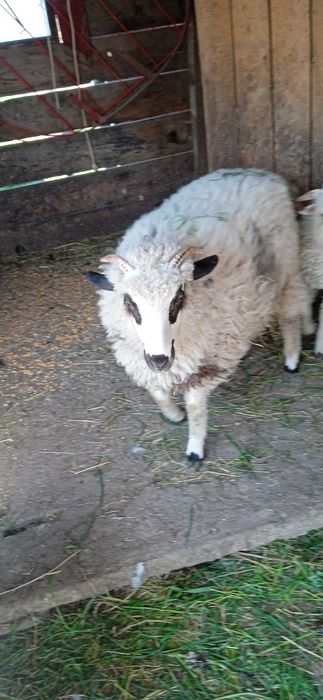 Vand 2 mioare sí un berbec