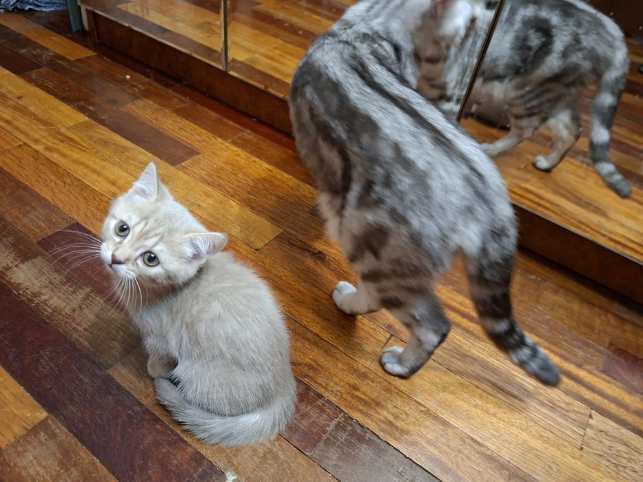 Котята шотландцы