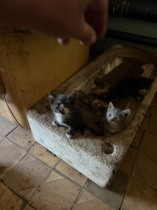 Отдам котят в добрые руки