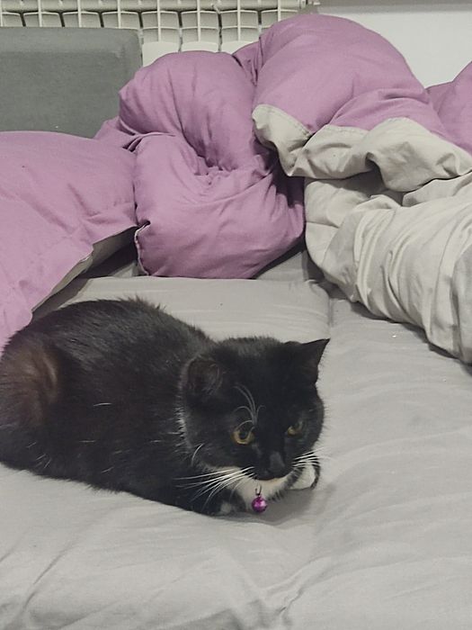 ПОТЕРЯЛАСЬ кошка ! Кличка Фанни