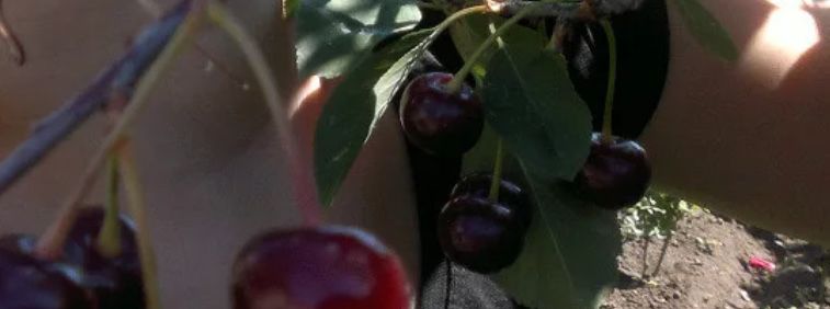 Саженцы крупной вишни