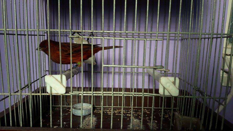 Canari de cantec si culoare