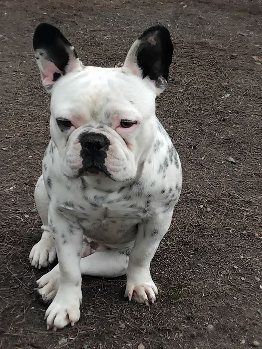 Франсуский  булдок вязка