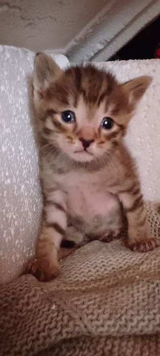 Мушиклар хадияга