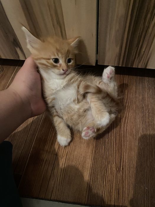 Милые котята ищут новый дом