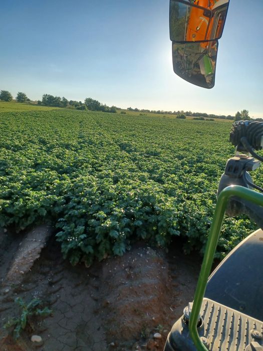 Cartofi de samanta din elita, calibru mic (28-35)