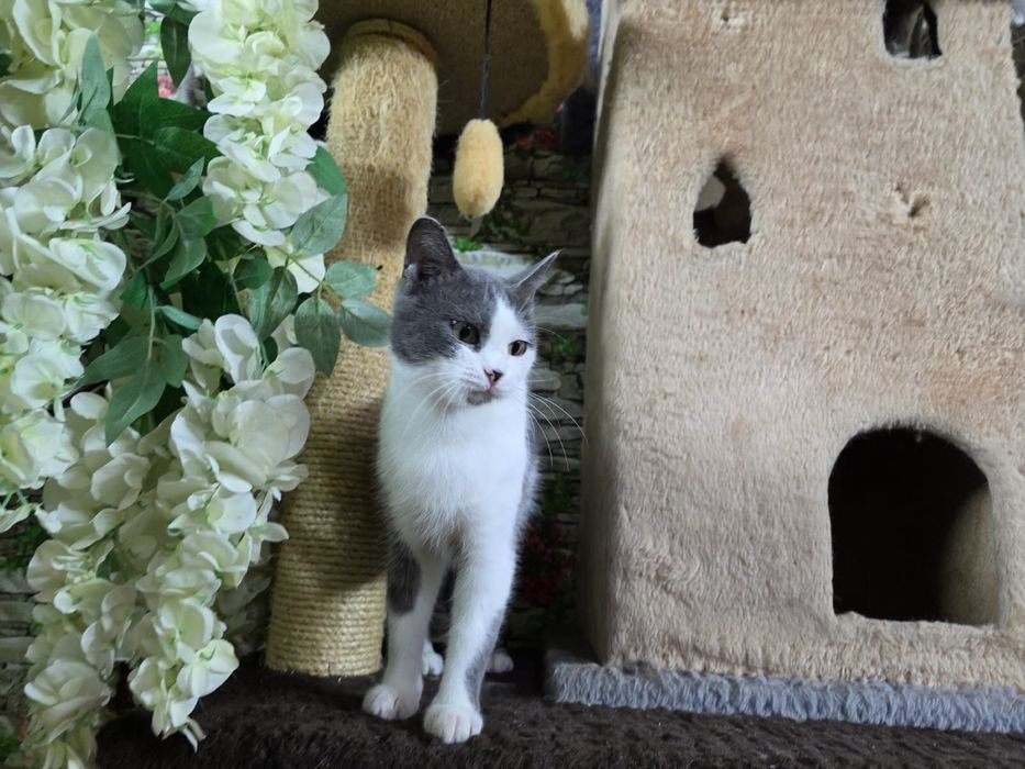 Кошечку отдам только в любящие руки