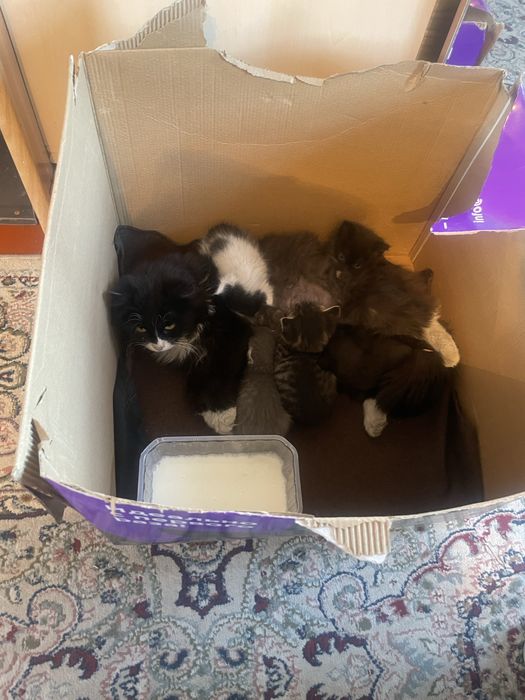 Отдам в добрые руки котят