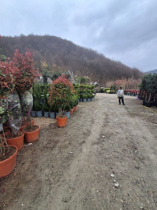 Brad argitiu verde potinia