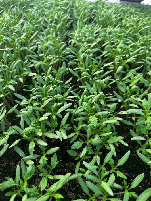 Răsaduri legume si flori Tartasesti