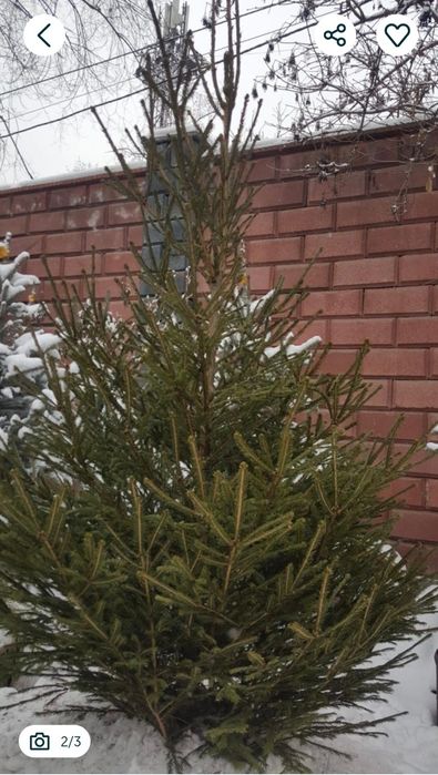 Свежесрубленная Сибирская Ель — Настоящий Хвойный Аромат леса