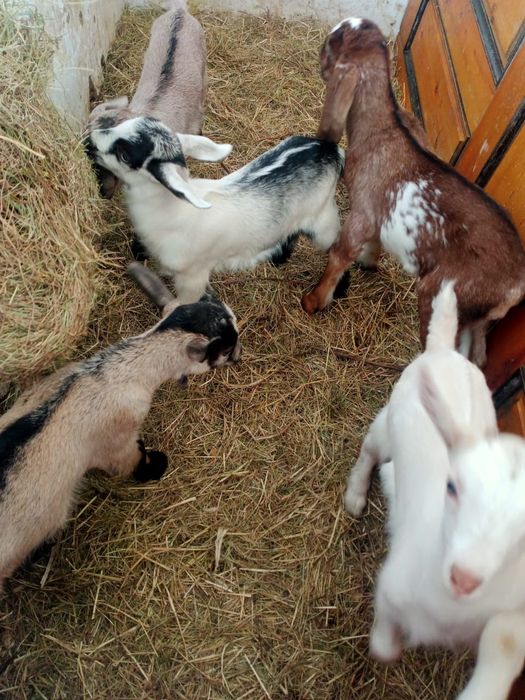 Козлики альпийцы