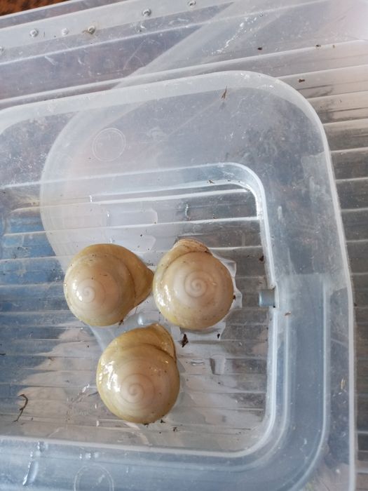 Продам улиток древесники