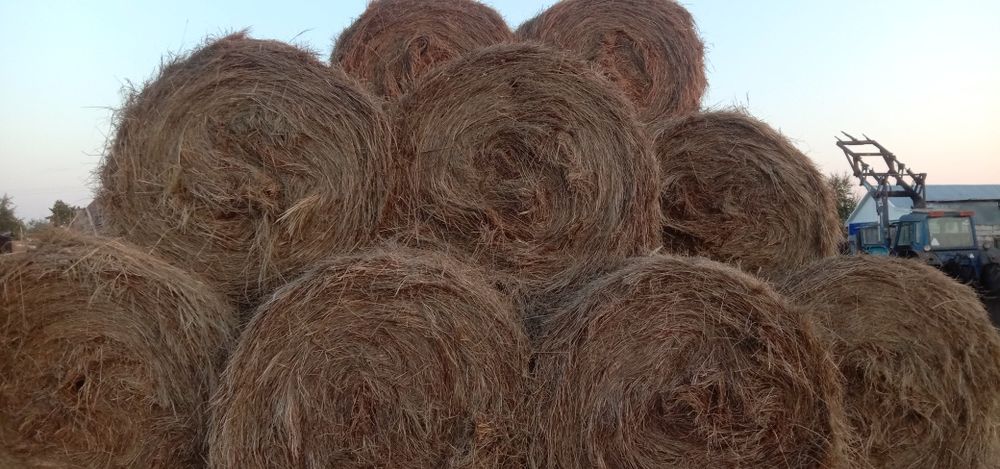 Продам сено в тюках 3центнера