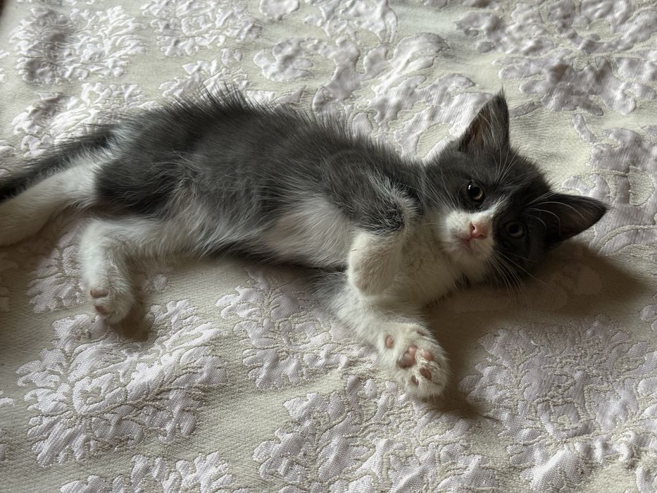 Котята, 1,7 мес., лоток знают, игривые, активный, красивые, пушистые