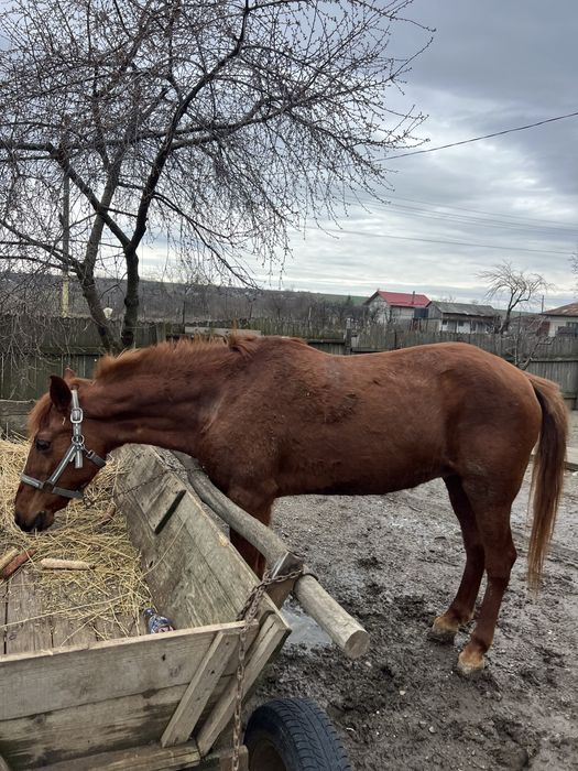 Vând iapă tânără aproximativ 8 ani, sănătoasă și cuminte!
