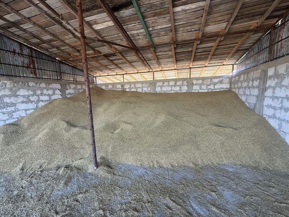 vand orz cantitate mare